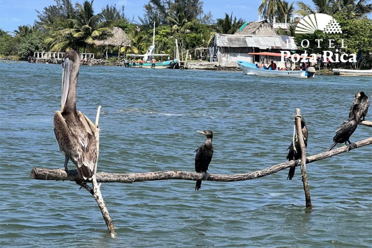 Descubre los manglares de Tecolutla, Veracruz